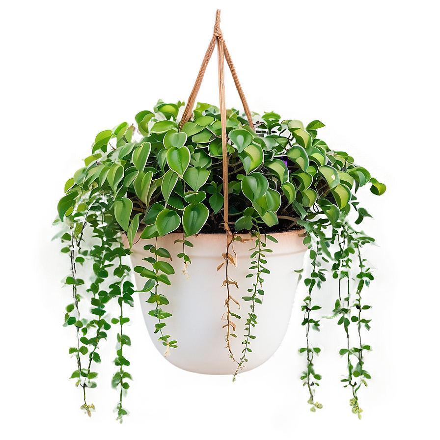 Low Maintenance Hanging Plant Png Nck66 PNG Image