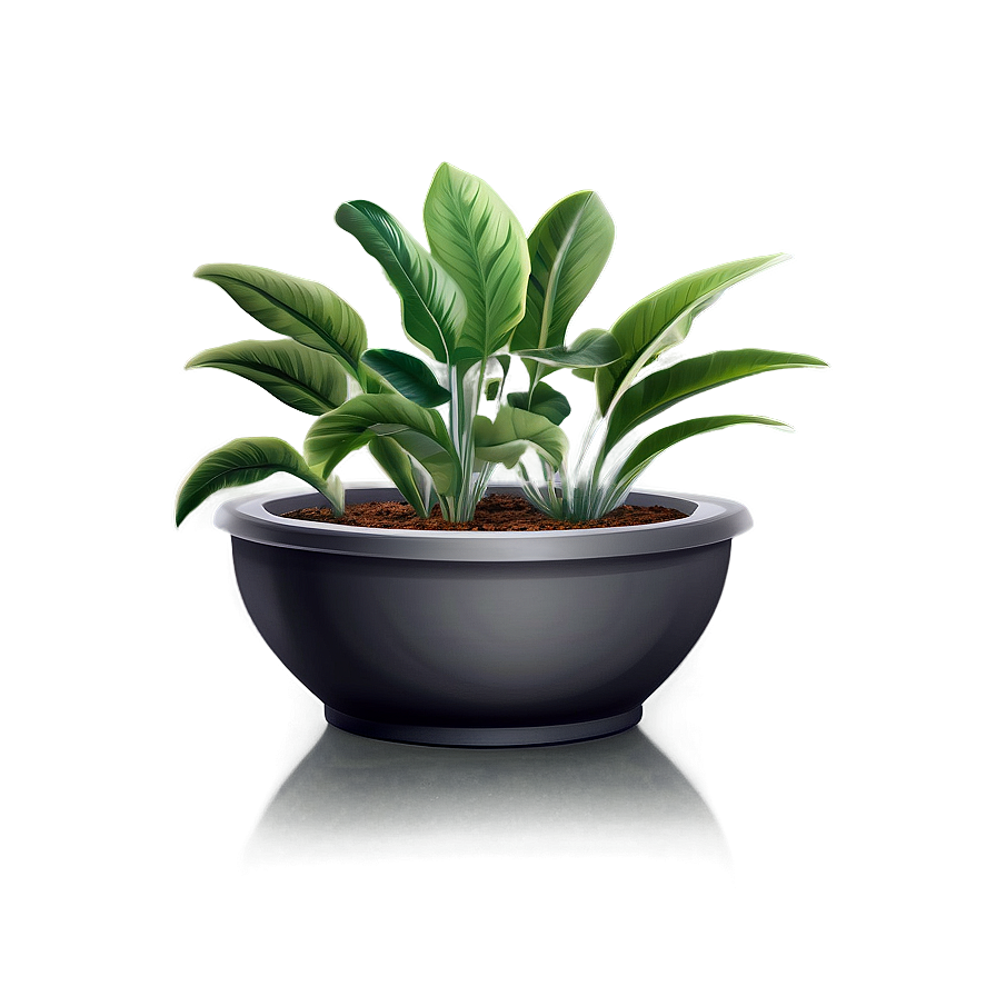 Low Maintenance Plant Png Qsf PNG Image