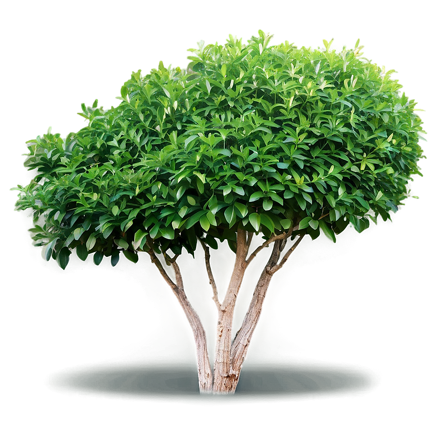 Low Maintenance Shrubs Png Fca29 PNG Image