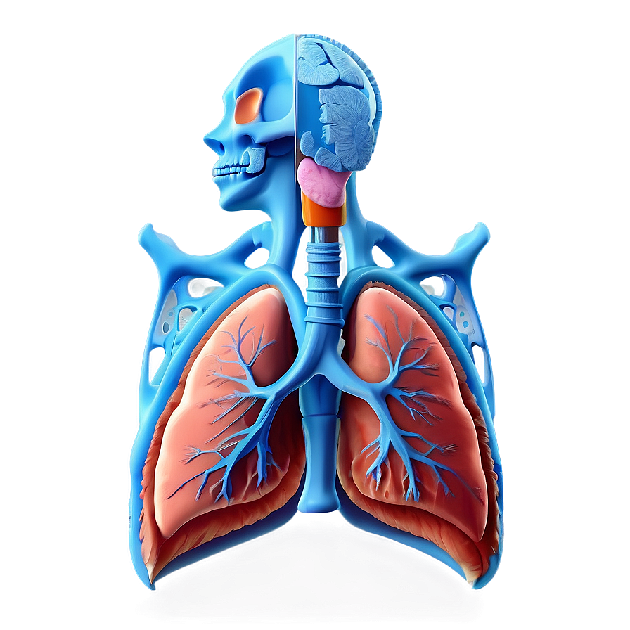 Lung Anatomy Png Kbx PNG Image