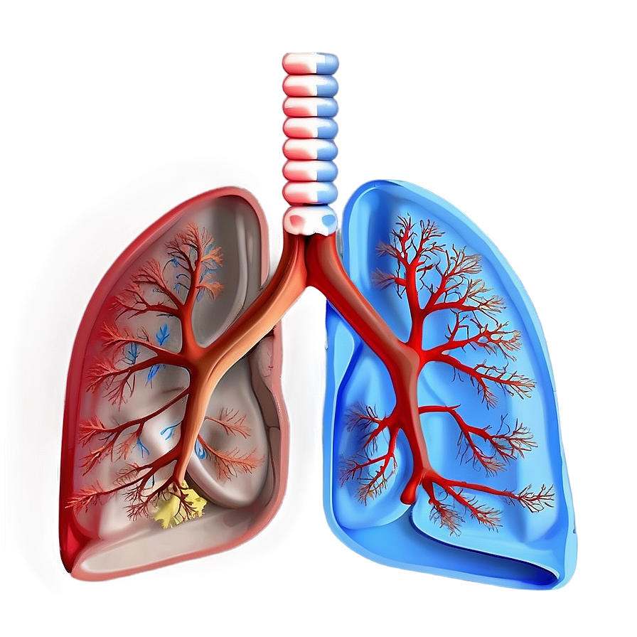 Lungs Anatomy Labelled Png 05232024 PNG Image