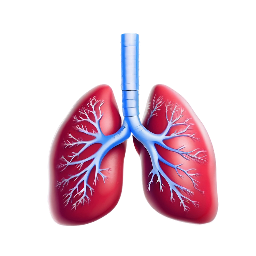 Lungs Breathing Animation Png 05232024 PNG Image