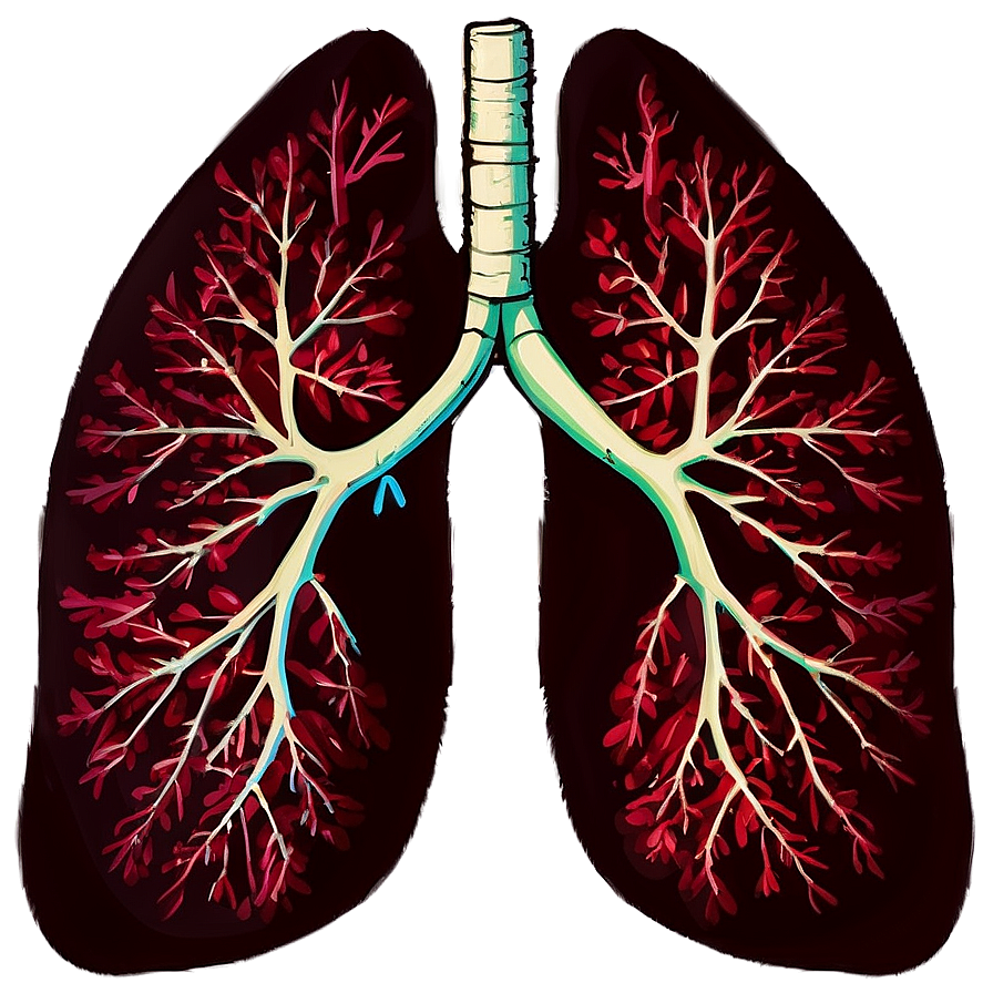 Lungs During Exercise Png Wkd20 PNG Image