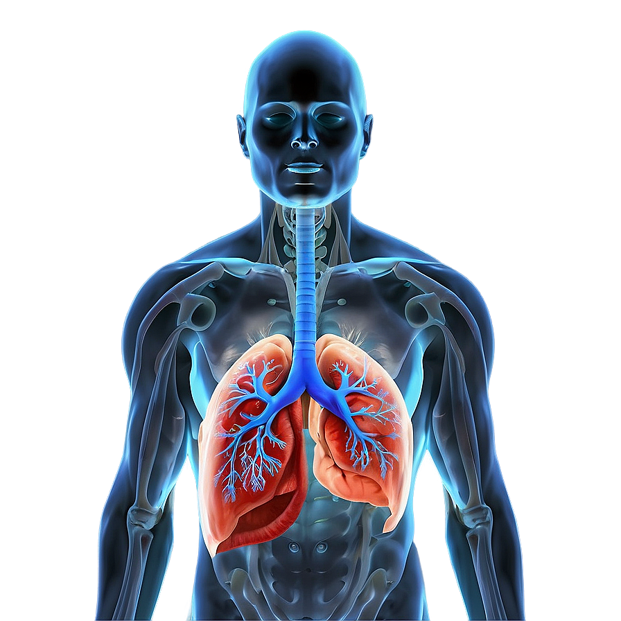 Lungs In Human Body Png Wco24 PNG Image