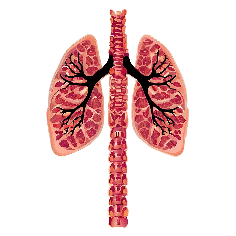 Lungs With Ribcage Outline Png 55 PNG Image