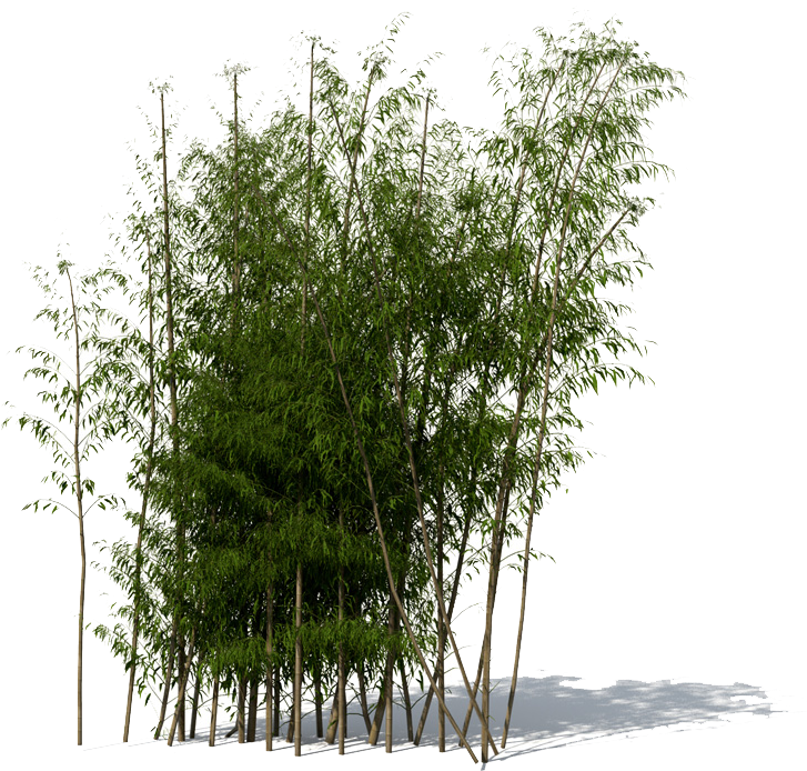 Lush Bamboo Grove Isolated PNG Image