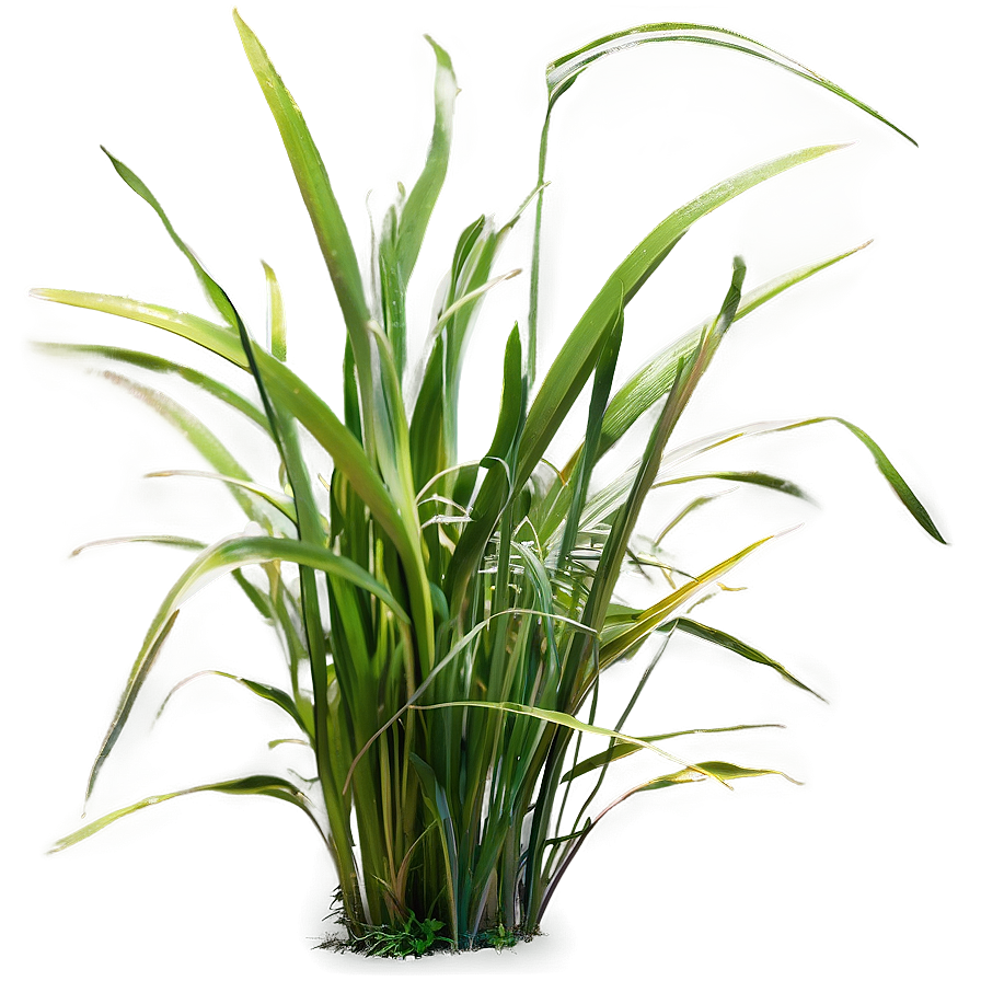 Lush Garden Grass Png Ifw PNG Image