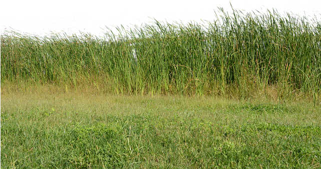 Lush_ Grassland_and_ Tall_ Reeds.jpg PNG Image