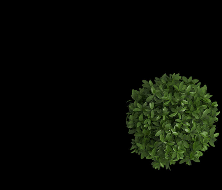 Lush Green Bush Black Background PNG Image