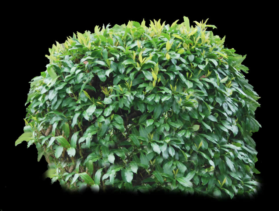 Lush Green Bush Isolatedon Black PNG Image