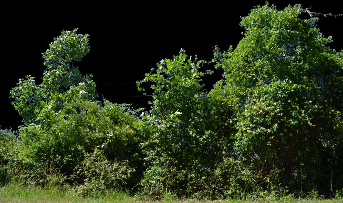 Lush Green Bushes Black Background PNG Image