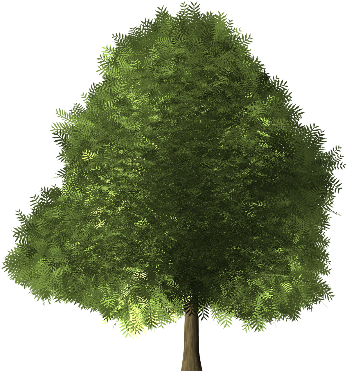 Lush Green Fern Tree Graphic PNG Image