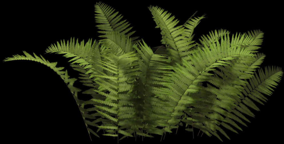 Lush Green Ferns Black Background PNG Image