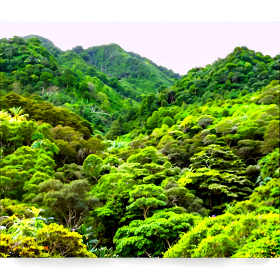 Lush Green Forest Png Gvd PNG Image