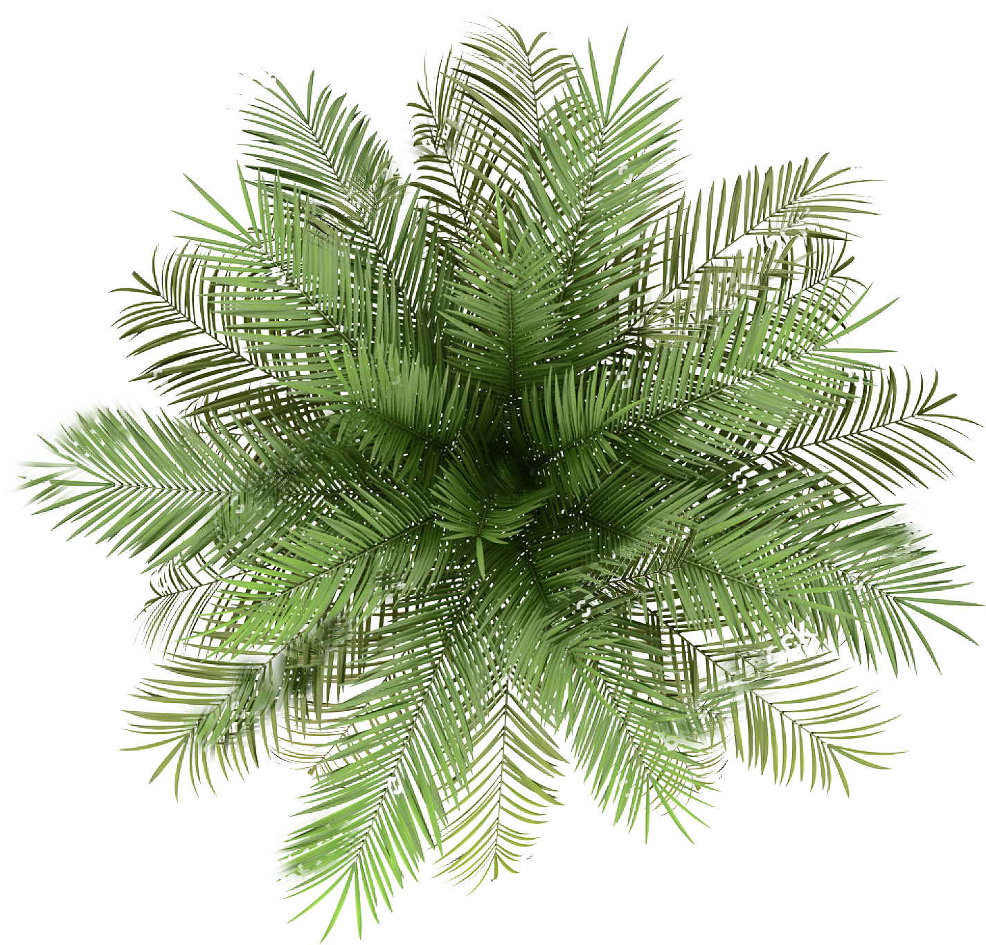 Lush Green Palm Fronds Top View PNG Image