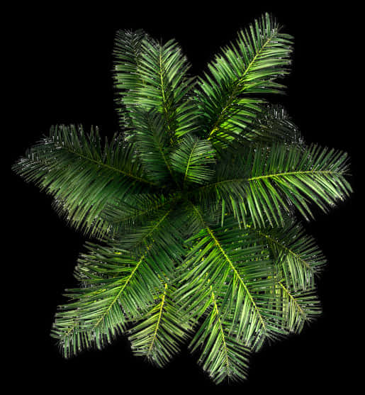 Lush Green Palm Fronds Top View PNG Image