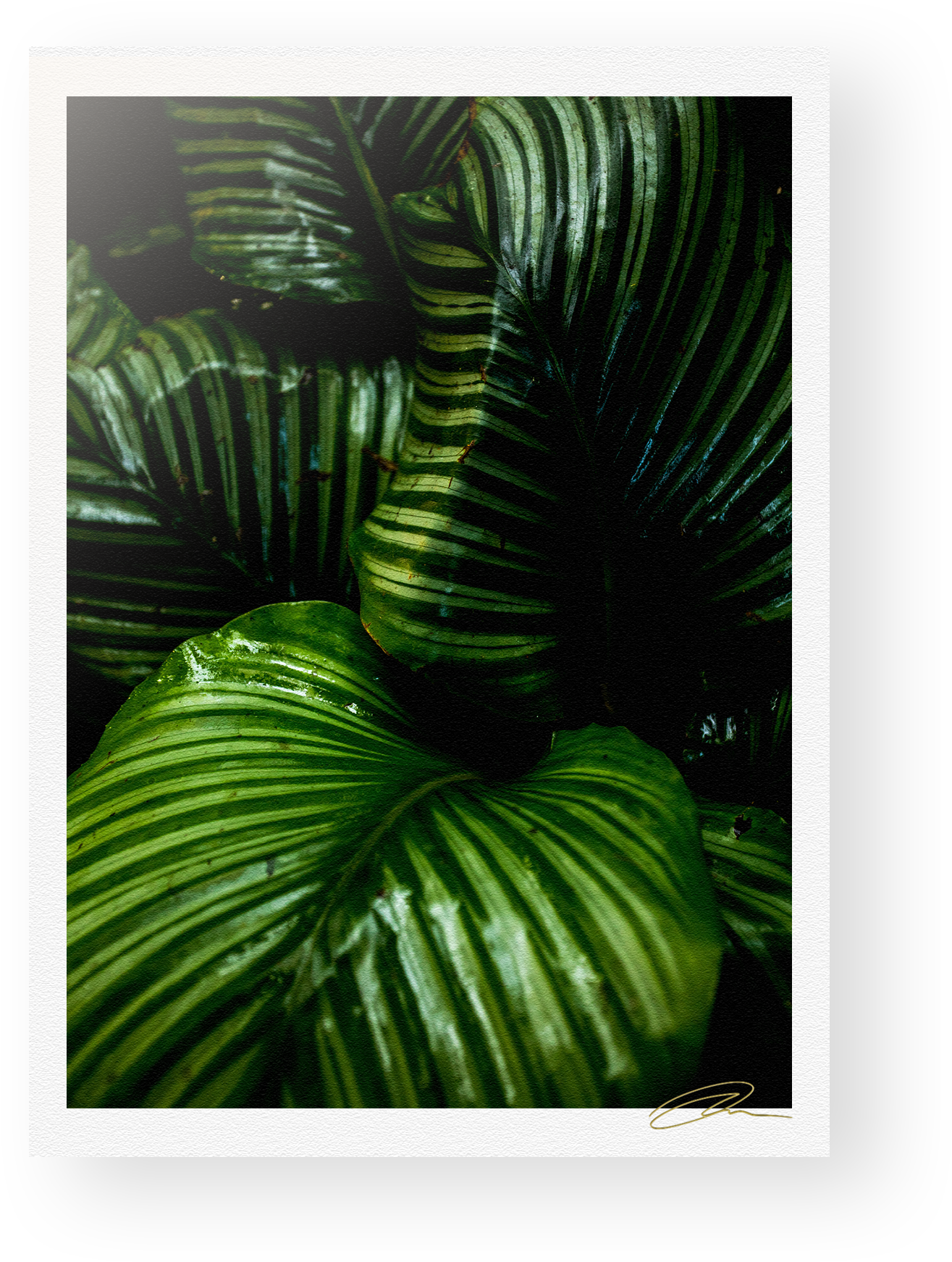 Lush Green Rainforest Foliage PNG Image