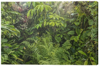 Lush Green Rainforest Foliage.jpg PNG Image