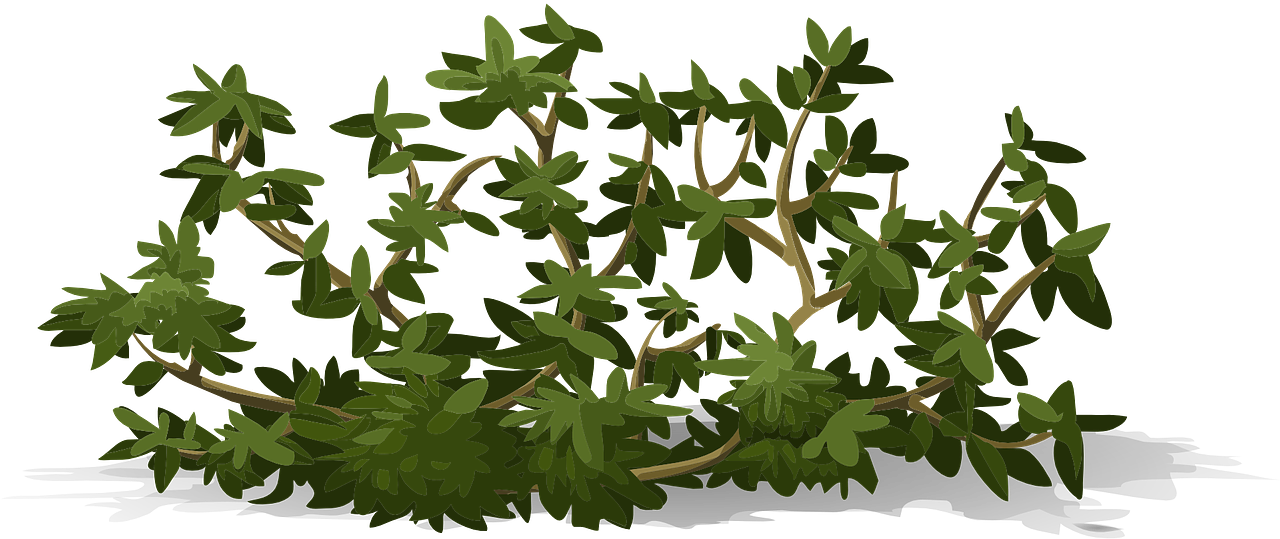 Lush Green Shrub Illustration PNG Image