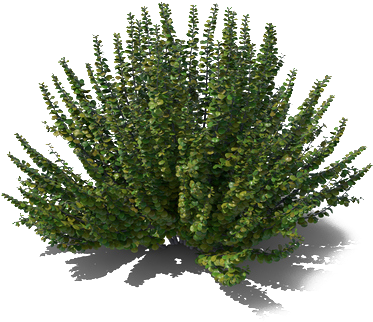 Lush Green Shrub Isolated.png PNG Image