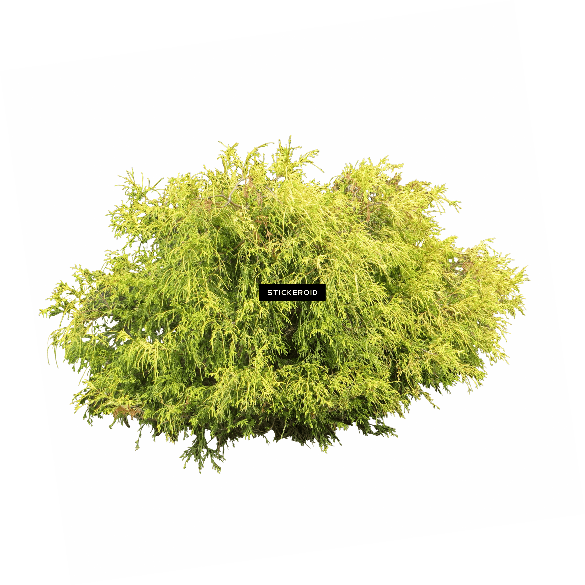 Lush Green Shrub Isolated PNG Image