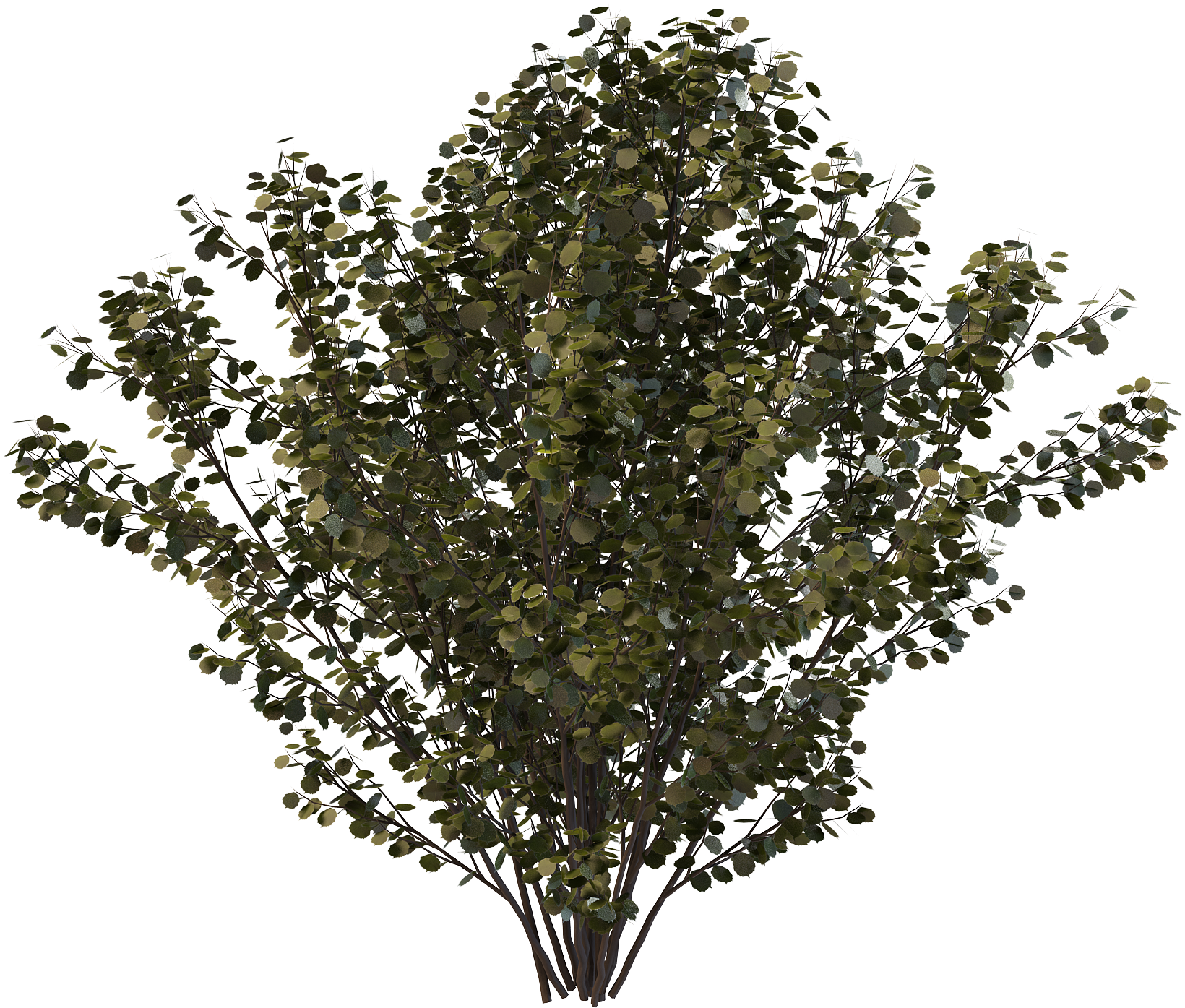 Lush Green Shrub Transparent Background PNG Image