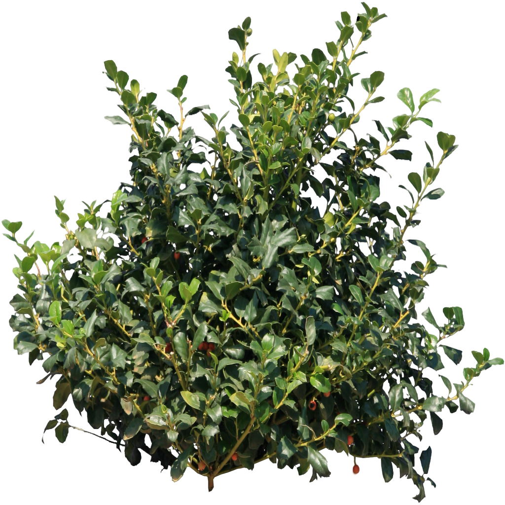 Lush Green Shrubbery PNG Image