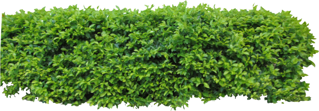 Lush Green Shrubbery Isolated PNG Image