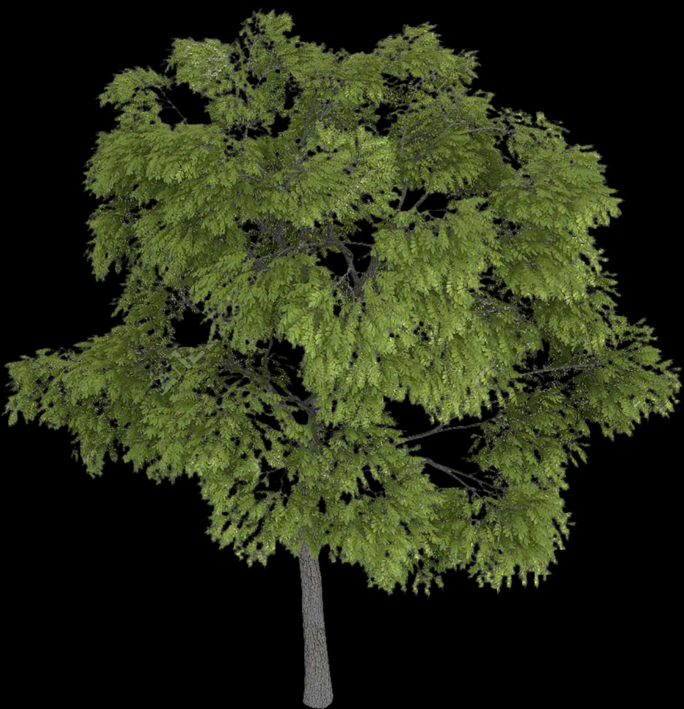 Lush Green Tree Black Background PNG Image