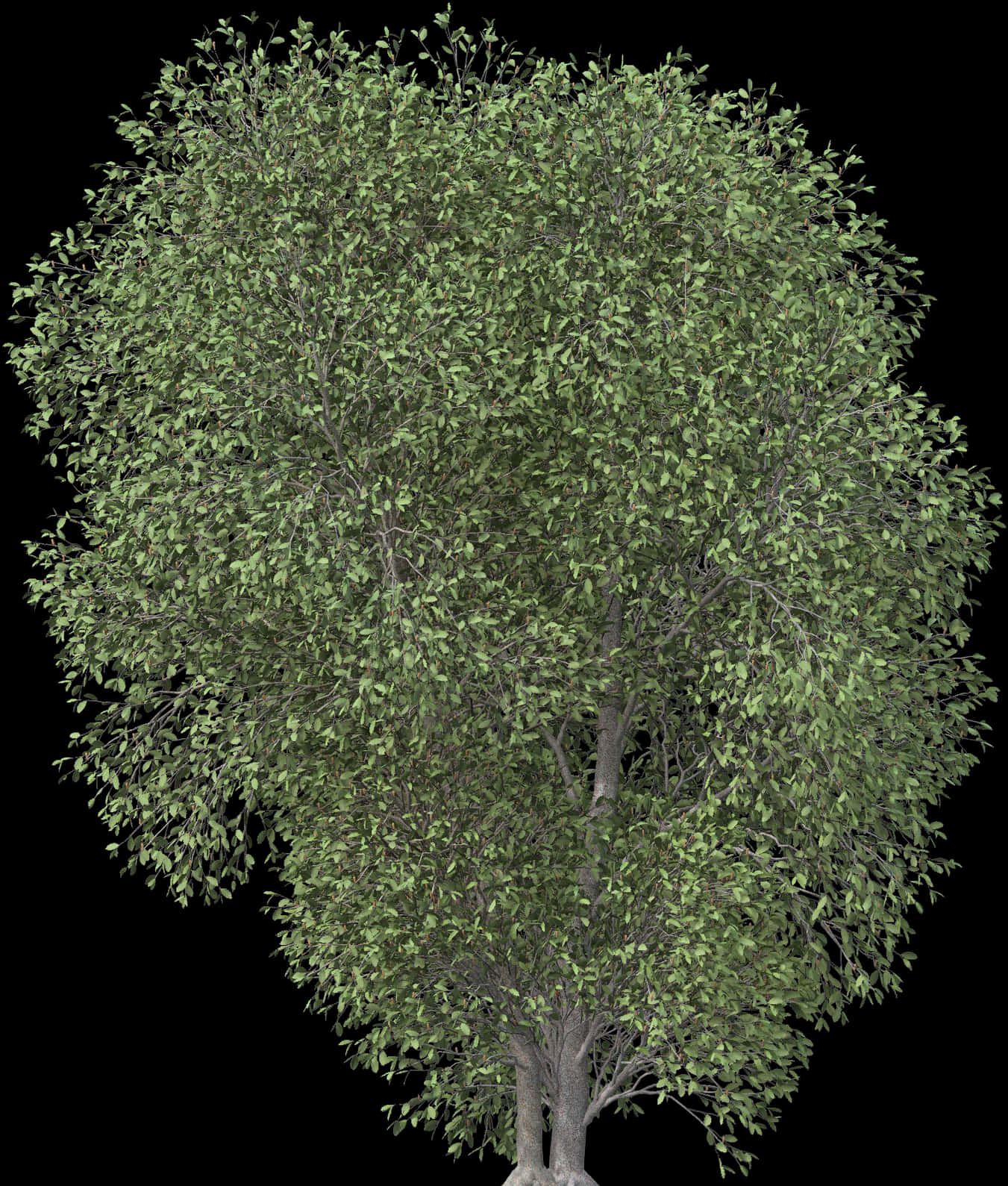 Lush Green Tree Isolatedon Black PNG Image