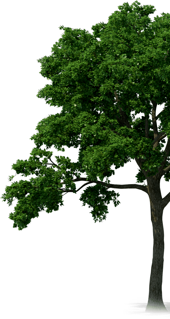 Lush Green Tree Isolatedon Gray Background PNG Image