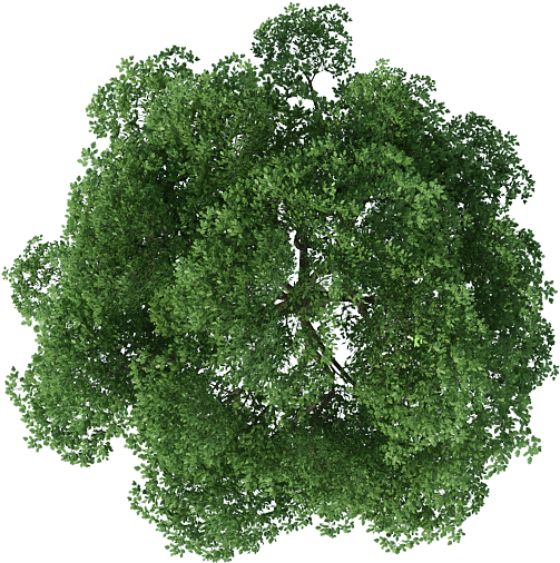 Lush Green Tree Top View.png PNG Image