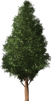 Lush Green Treeon Black Background.jpg PNG Image