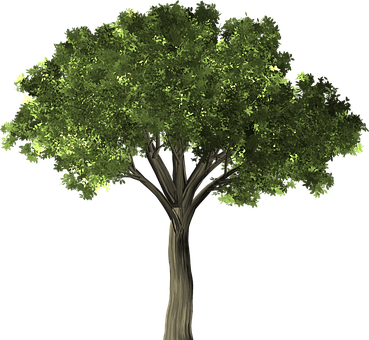 Lush Green Treeon Black Background PNG Image