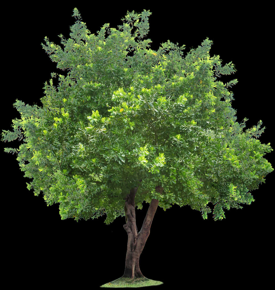 Lush Green Treewith Visible Roots.png PNG Image