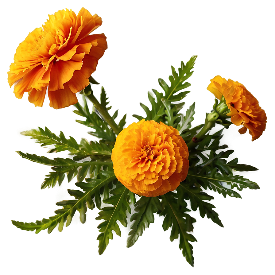 Lush Marigolds Arrangement Png Tof PNG Image