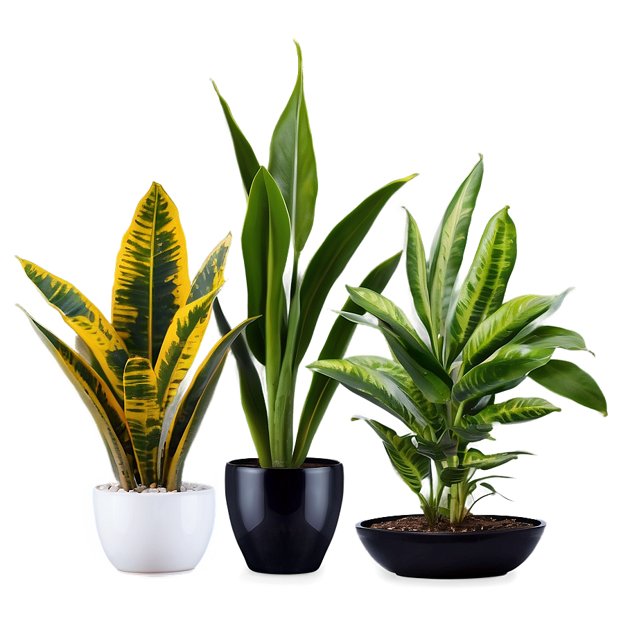 Lush Snake Plant Png Ckh PNG Image