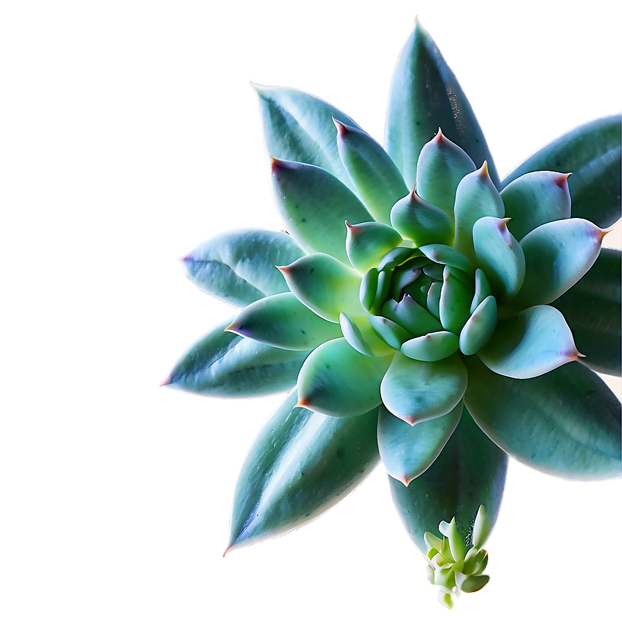 Lush Succulent Png 84 PNG Image