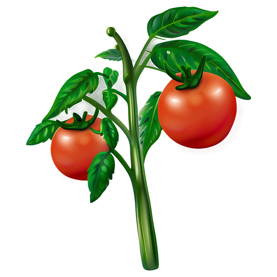 Lush Tomato Plant Png Pvu13 PNG Image