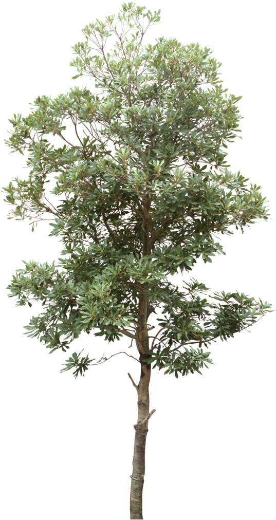 Lush_ Tropical_ Tree_ Isolated.png PNG Image