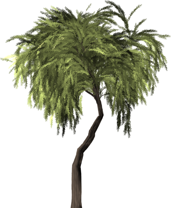 Lush_ Tropical_ Tree_ Isolated.png PNG Image