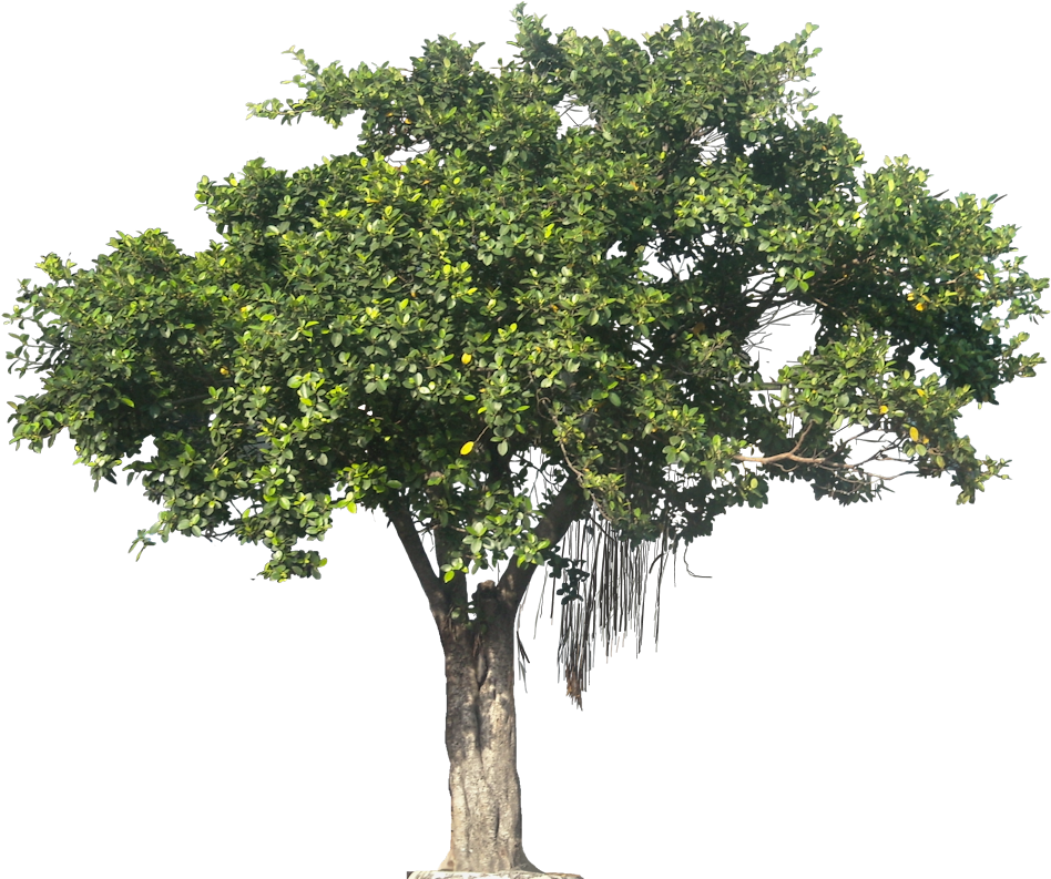 Lush_ Tropical_ Tree_ With_ Hanging_ Roots.png PNG Image