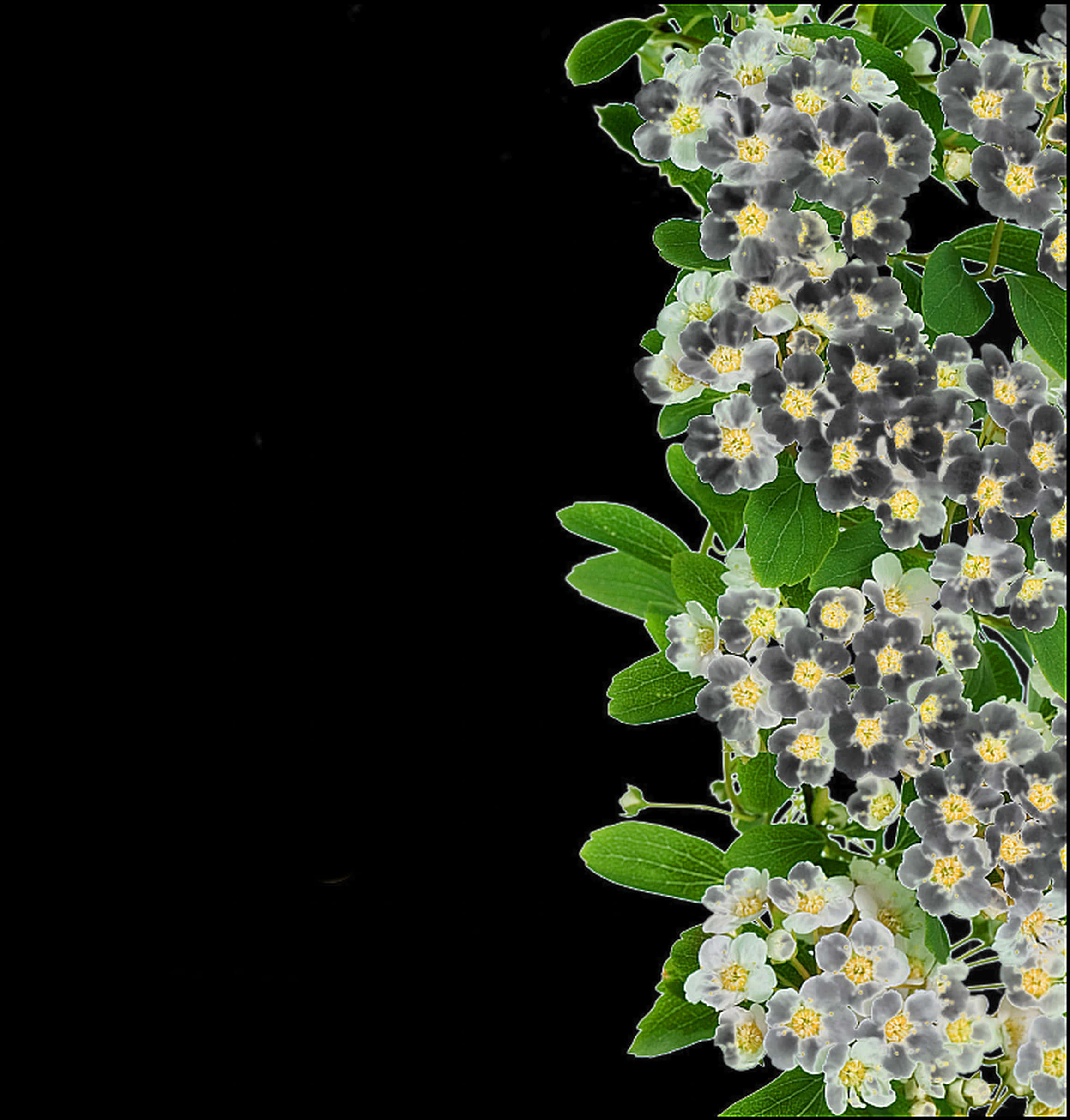 Lush White Flowers Black Background PNG Image