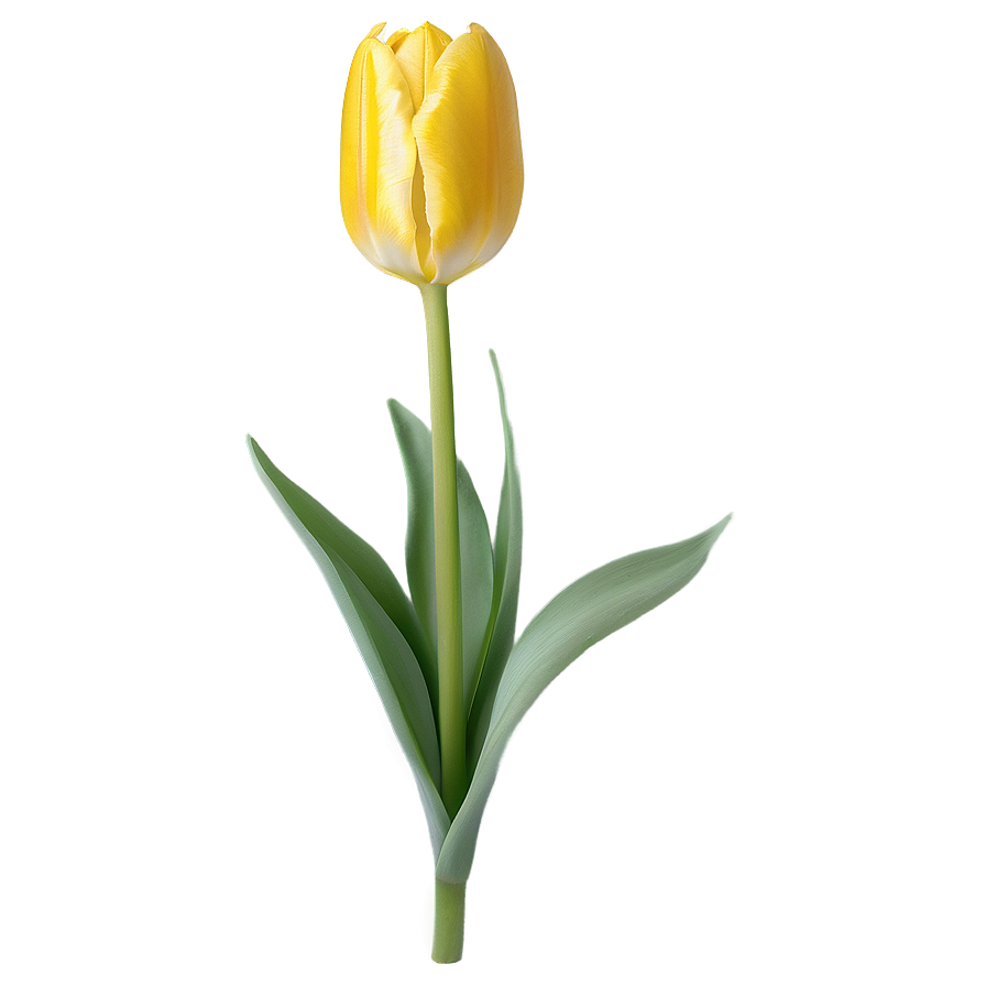 Lush Yellow Tulip Flower Png Sje61 PNG Image