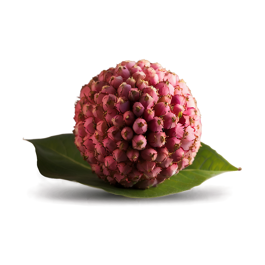 Lychee Seed Png 13 PNG Image