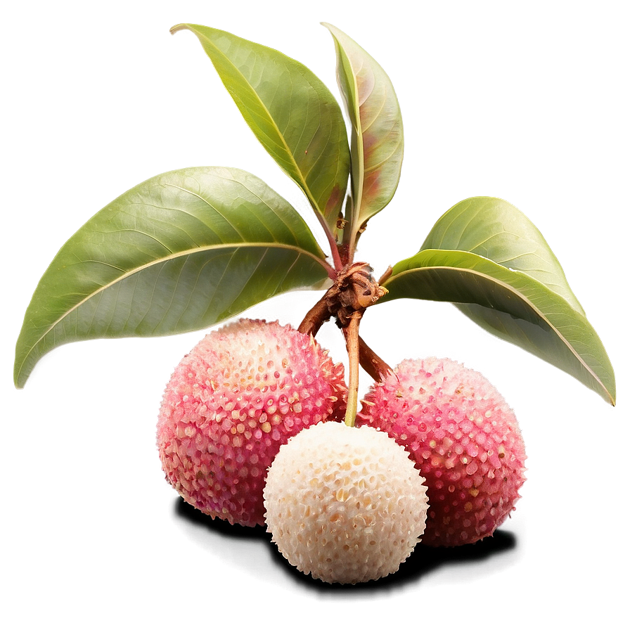 Lychee Seed Png Mvl PNG Image