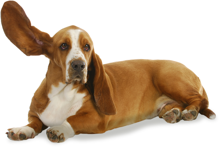 Lying Basset Houndwith Floppy Ears PNG Image