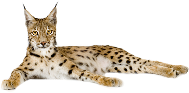 Lynx Reclining Pose PNG Image