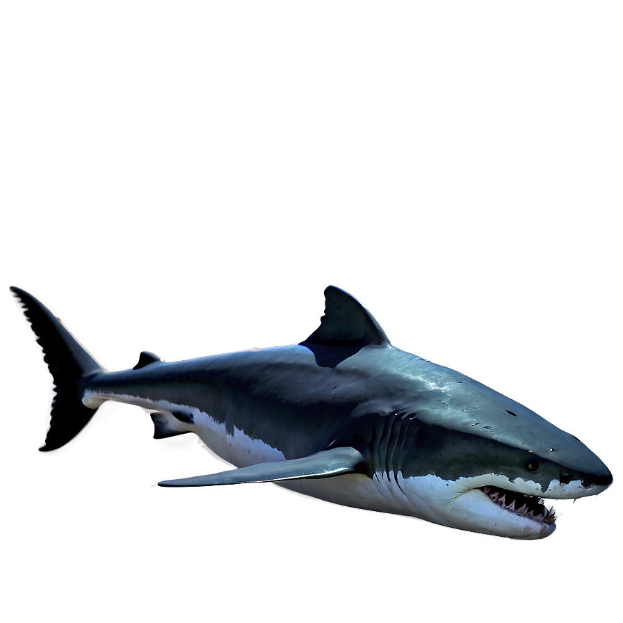 Mad Shark Underwater Png 95 PNG Image