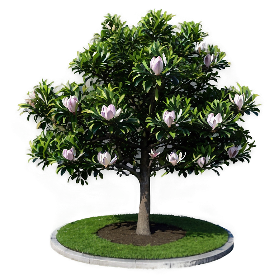 Magnolia Tree In Urban Landscape Png Vri PNG Image